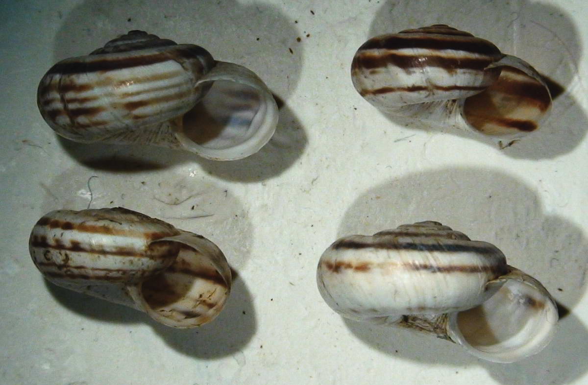 Xerolenta obvia obvia (Menke, 1828)